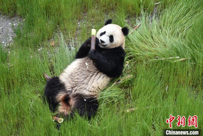 九寨溝熊貓園里的大熊貓?！【耪瘻峡h委宣傳部提供 攝